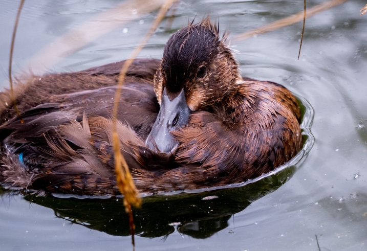 Baer's pochard duckling credit WWT and Amy Alsop..jpg